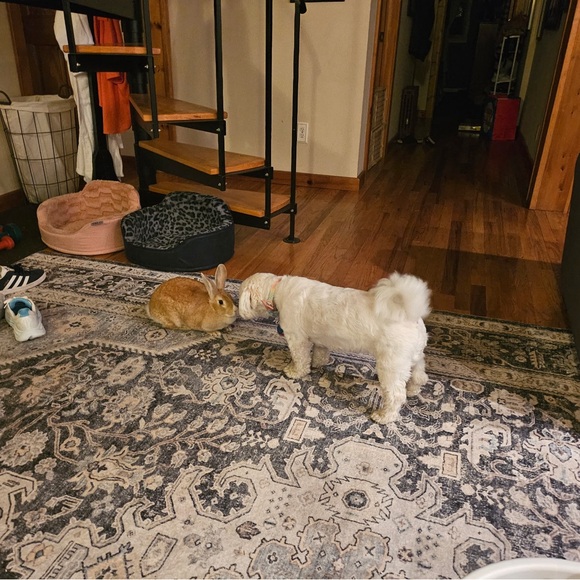 EASTER GIFT AWAY - BUY ANYTHING $10 or more and/or BUNNY 🐰🐰🐰 & ENTER TO WIN - Picture 16 of 16